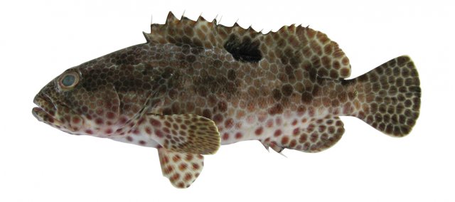 Epinephelus melanostigma