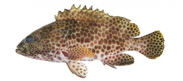 Epinephelus melanostigma | fishIDER