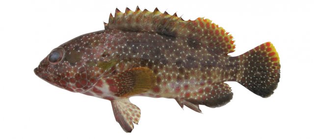 Epinephelus hexagonatus