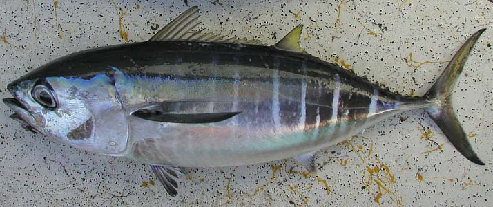 Thunnus obesus | fishIDER