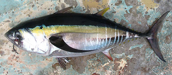 Thunnus obesus | fishIDER