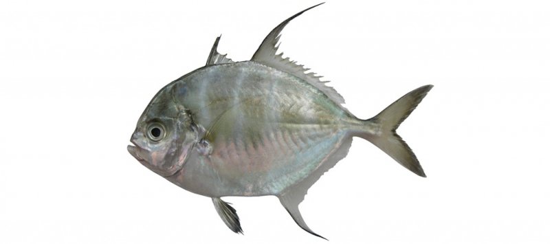 Carangoides armatus
