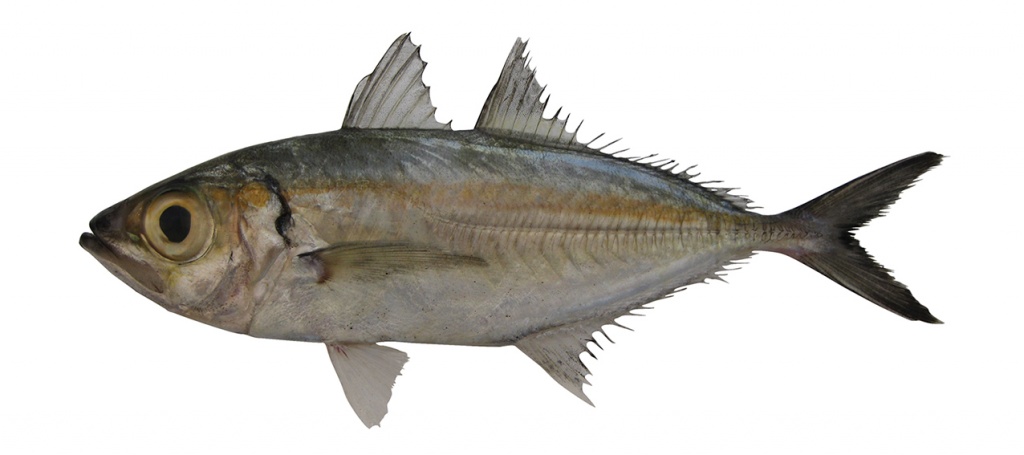 Selar crumenophthalmus | fishIDER