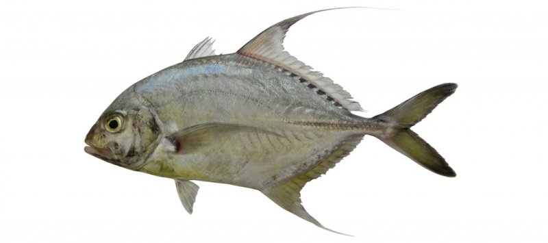 Carangoides dinema
