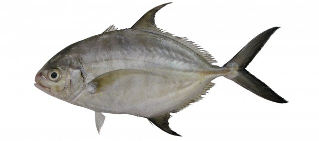 Carangoides ferdau