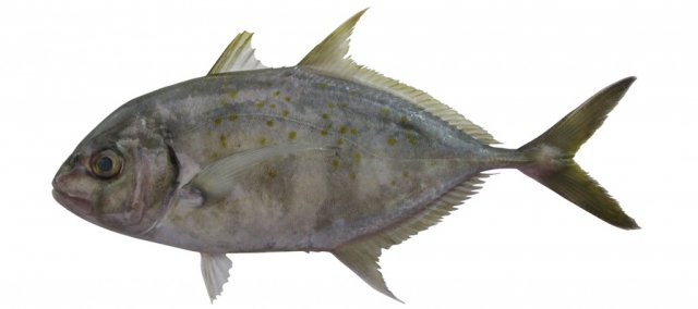 Carangoides fulvoguttatus