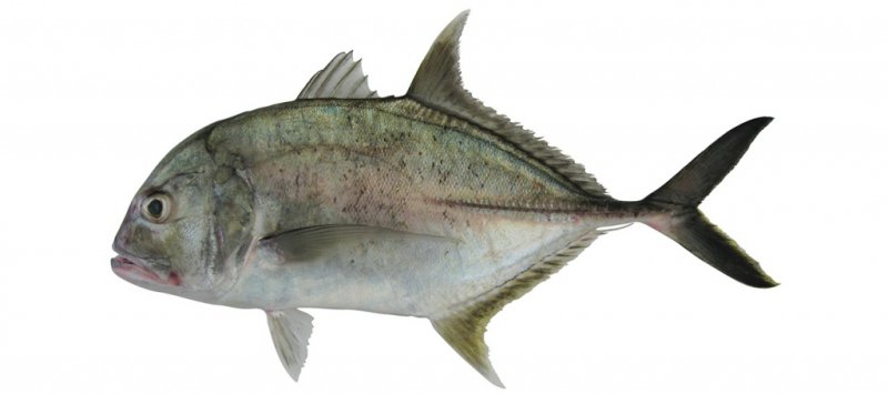 Caranx ignobilis