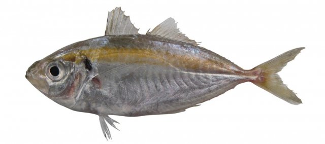 Selaroides leptolepis