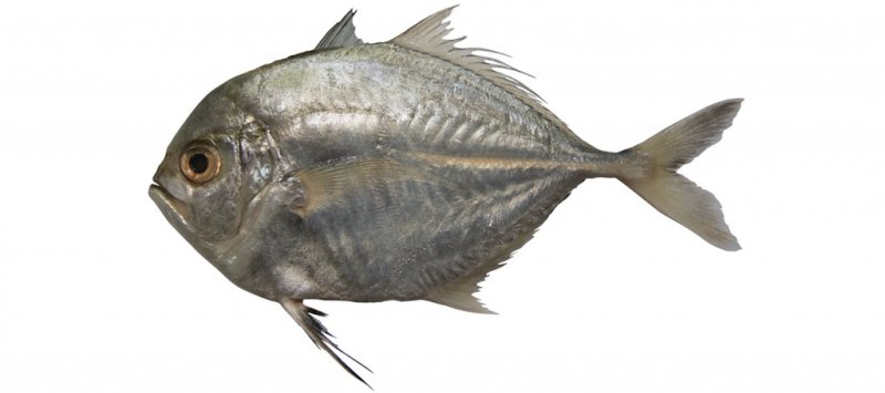 Atropus atropos | fishIDER