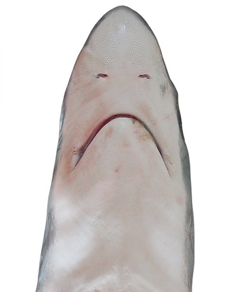 Alo.pel ventral head