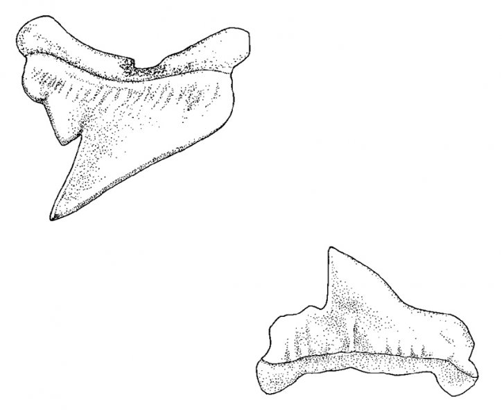Alo.pel upper lower teeth