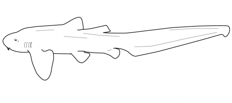 Stegostomatidae line