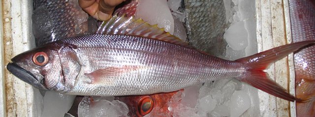 Prist.cf.filamentosus