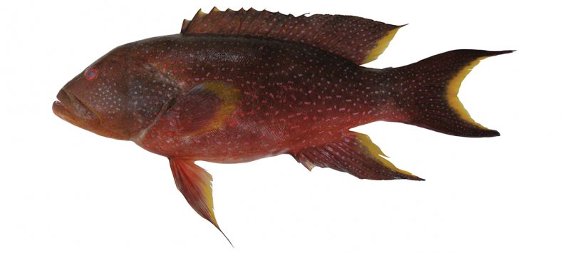 Variola louti feature