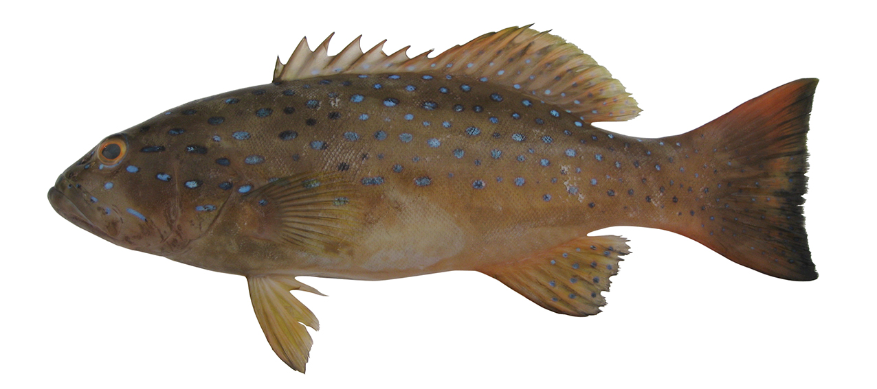 Plectropomus laevis | fishIDER