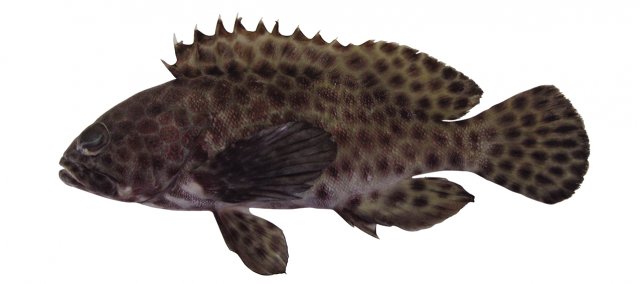 Epinephelus quoyanus feature