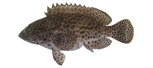 Epinephelus merra feature