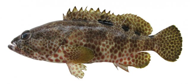 Epinephelus spilotoceps feature