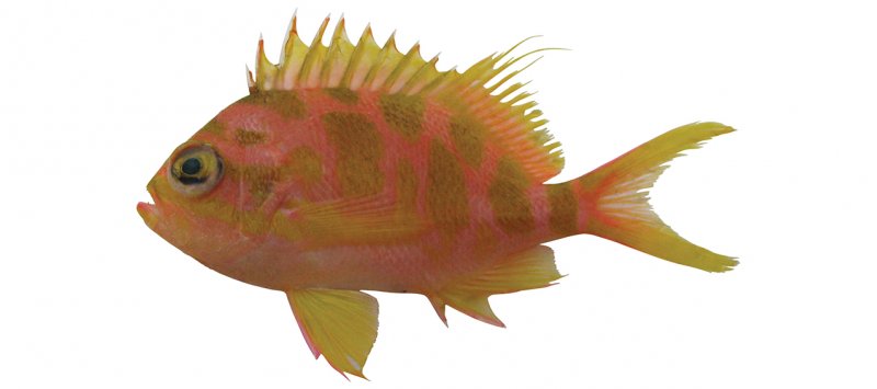 Odontanthias borbonius feature