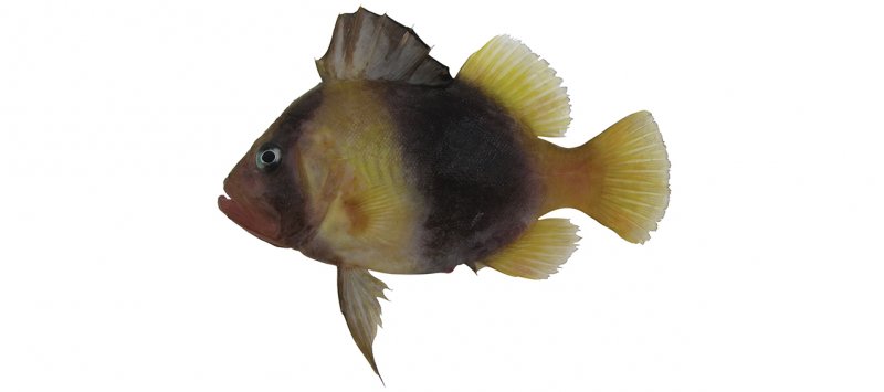 Diploprion bifasciatum feature