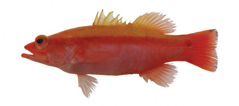 Liopropoma dorsoluteum feature