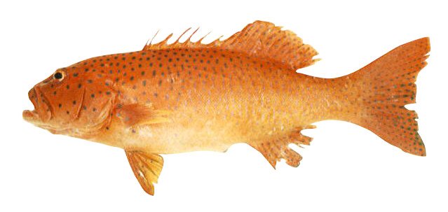 Plectropomus pessuliferus feature