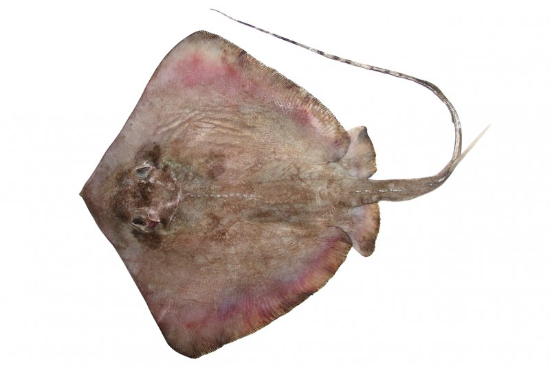 Dasyatis cf annotata