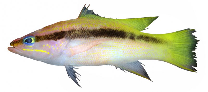Liopropoma lemniscatum