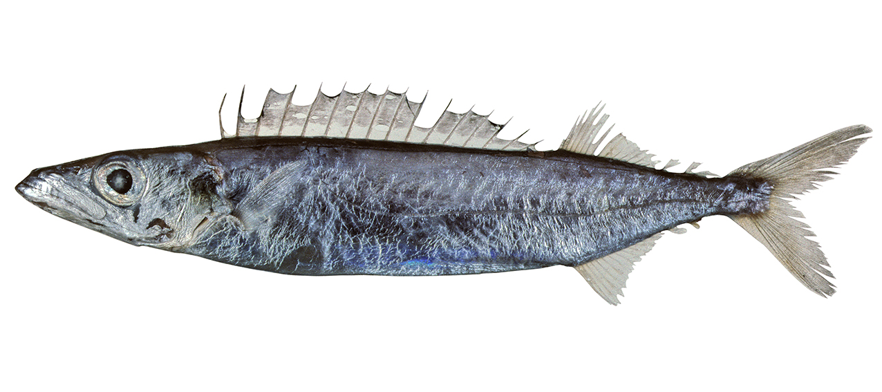 Rexea prometheoides