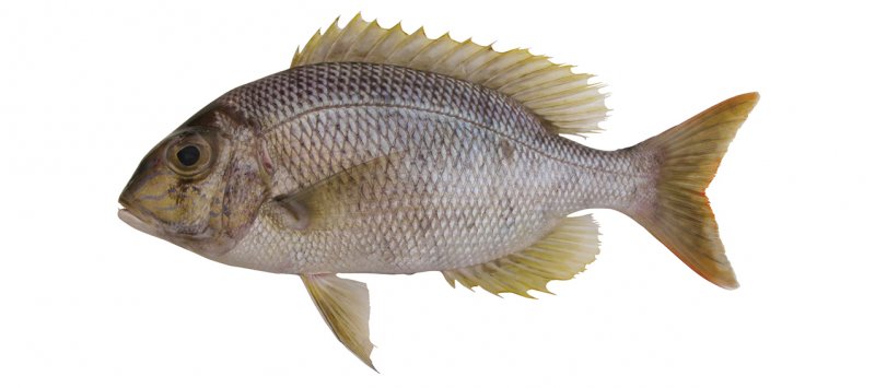Gymnocranius grandoculis