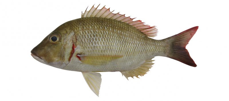 Lethrinus lentjan