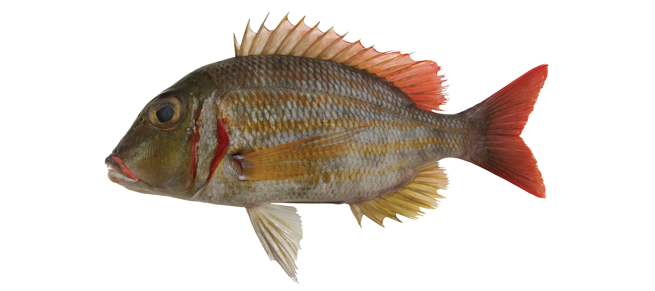 Lethrinus lentjan | fishIDER