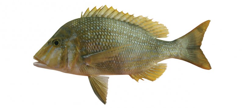 Lethrinus nebulosus