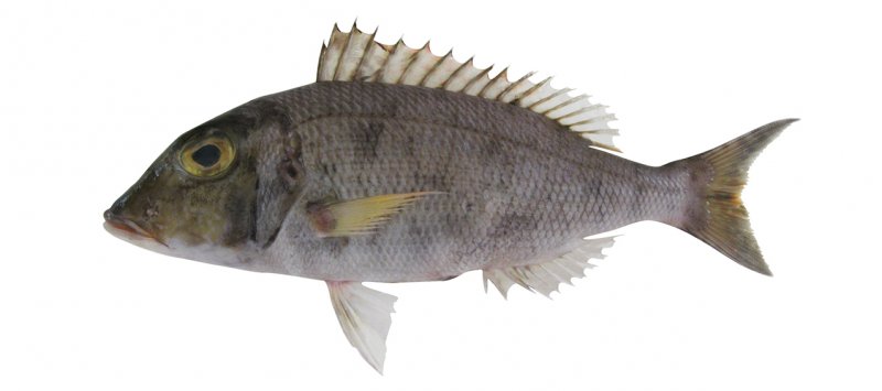 Lethrinus rubrioperculatus