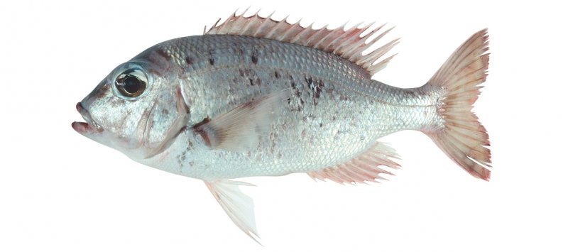 Gymnocranius euanus