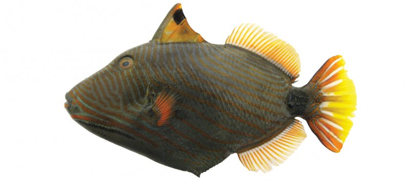 Balistapus undulatus