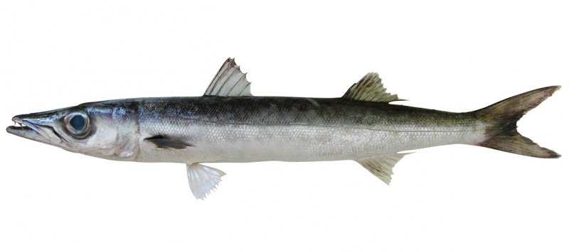 Sphyraena forsteri