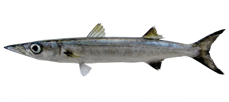 Sphyraena qenie