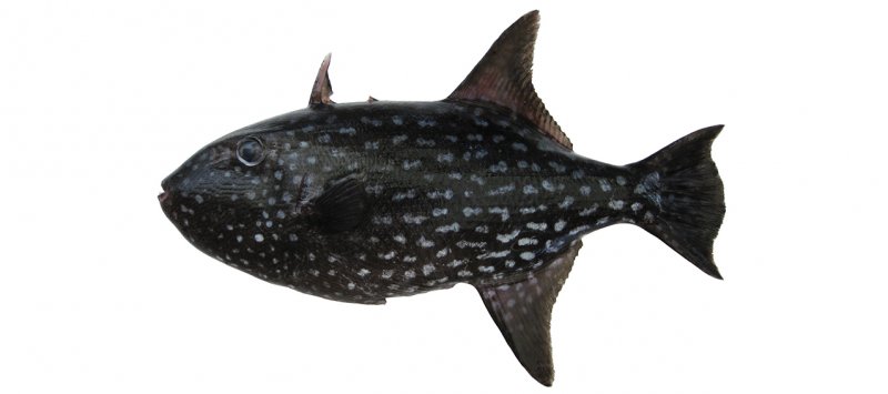 Canthidermis maculata