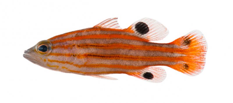 Liopropoma swalesi