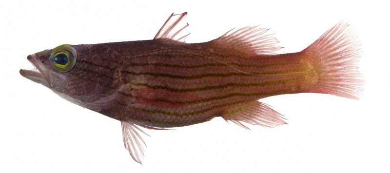 Liopropoma susumi