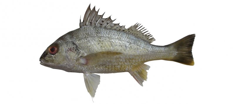Pomadasys kaakan