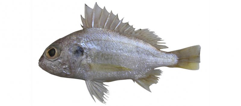 Pomadasys trifasciatus