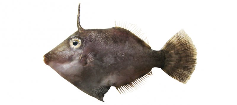 Paramonacanthus japonicus