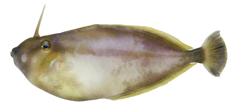 Pseudalutarius nasicornis