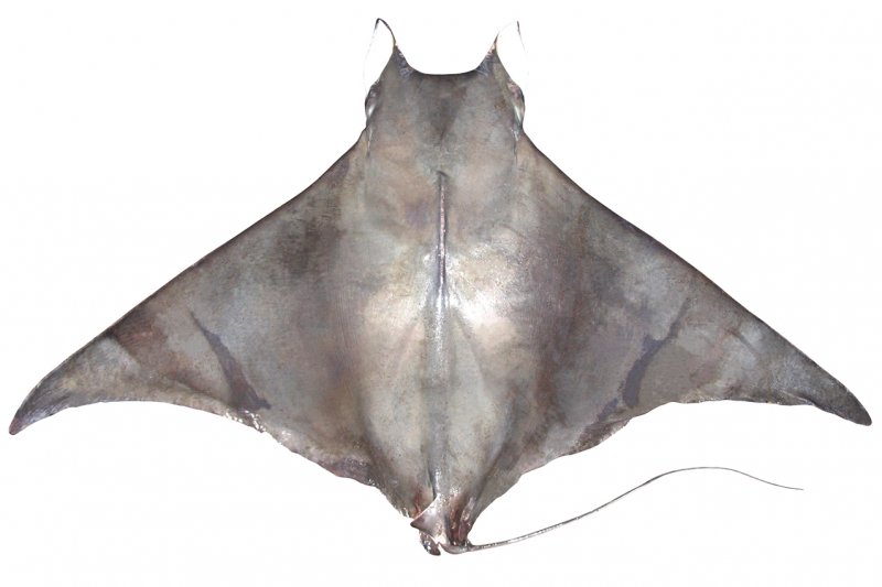 Mobula tarapacana