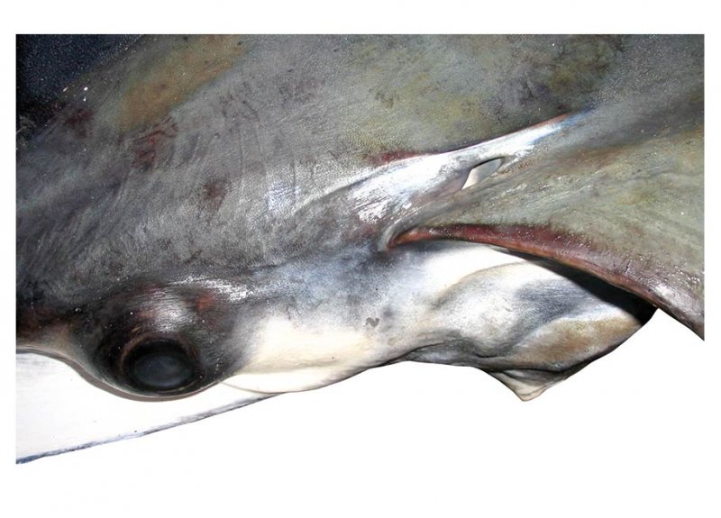 Mobula tarapacana spiracle