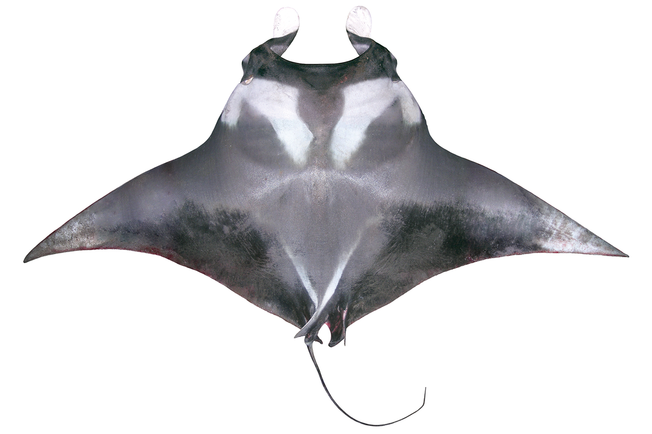 Mobula alfredi | fishIDER