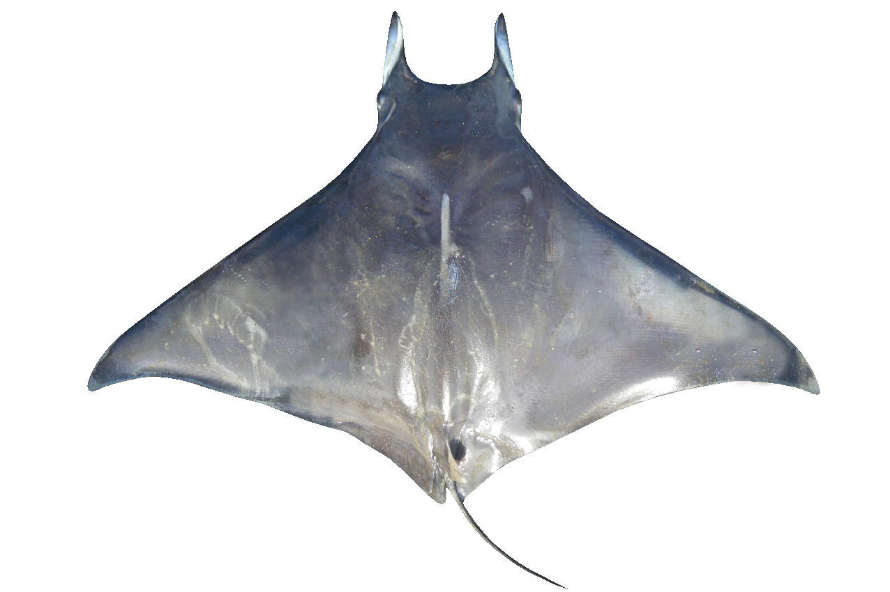 Mobula kuhlii | fishIDER