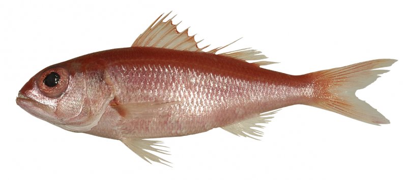 Etelis carbunculus